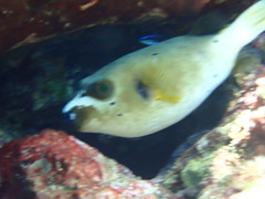 Arothron nigropunctatus