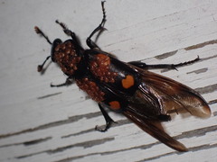 Nicrophorus orbicollis