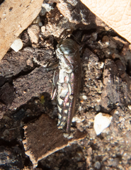 Agrilus difficilis