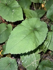 Eurybia macrophylla
