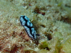 Phyllidiella