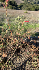 Epilobium canum