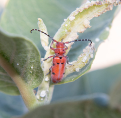 Tetraopes femoratus