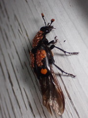 Nicrophorus orbicollis