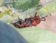 Tetraopes femoratus