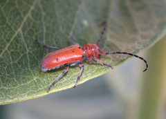 Tetraopes femoratus