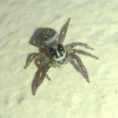 Macaroeris nidicolens