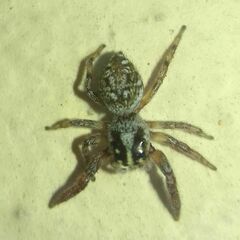 Macaroeris nidicolens