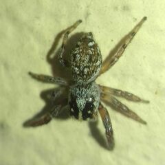 Macaroeris nidicolens