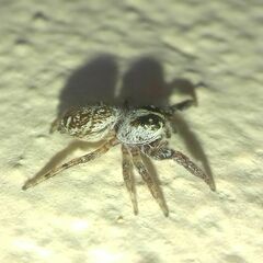 Macaroeris nidicolens