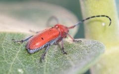 Tetraopes femoratus
