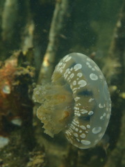 Scyphozoa