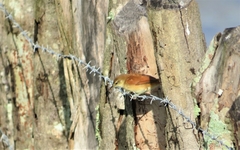 Phacellodomus rufifrons