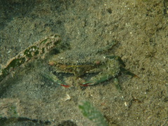 Thalamitinae