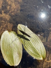 Limnoporus notabilis