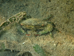 Thalamitinae