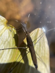 Limnoporus notabilis