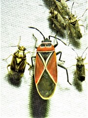 Neacoryphus bicrucis