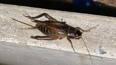 Teleogryllus