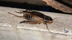 Teleogryllus
