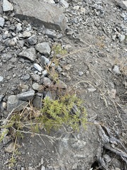 Cymopterus terebinthinus