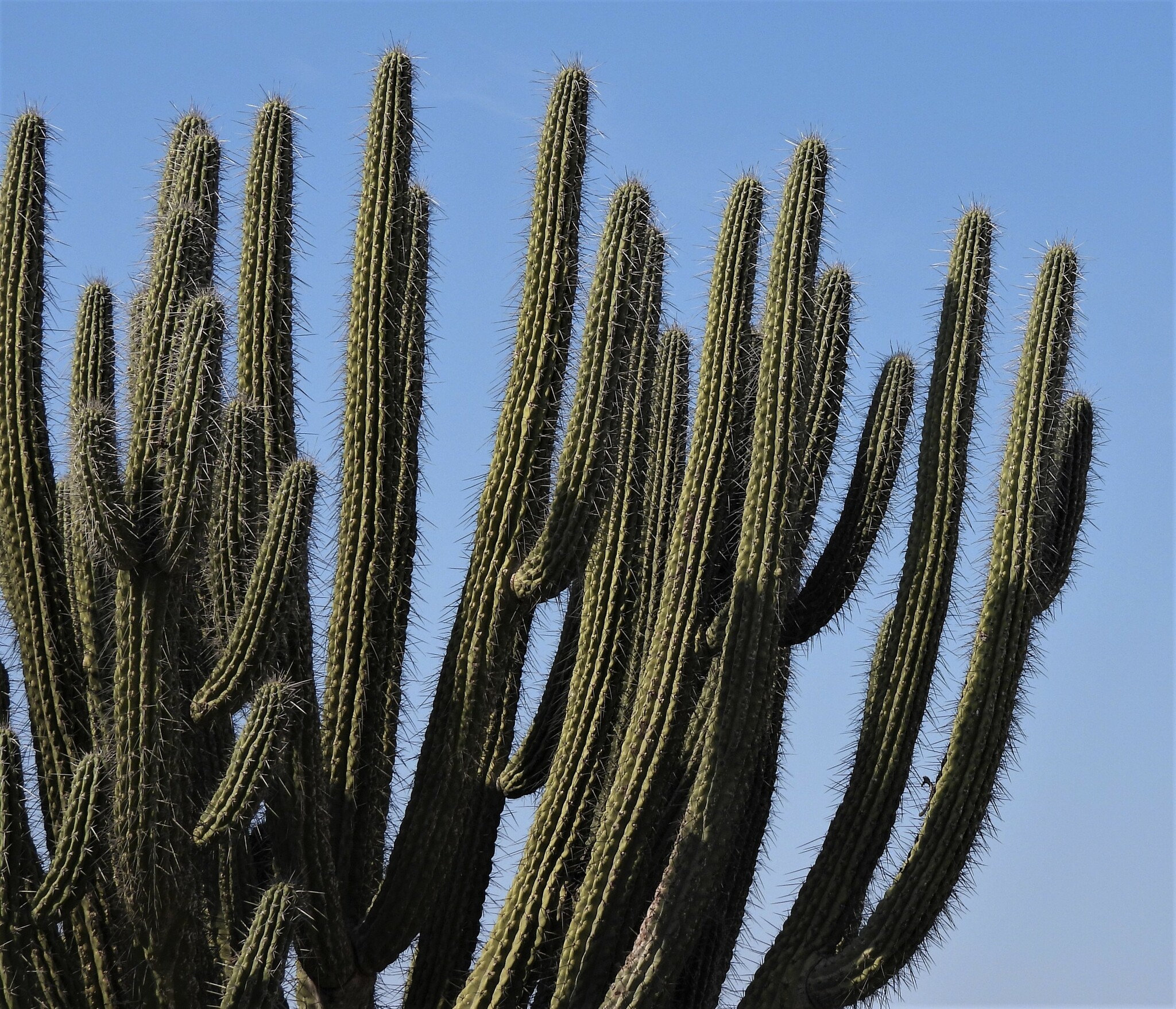 cactus data shield Old Man Cactus 'Cephalocereus senilis' - Fast Delivery main image 0