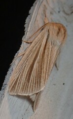Acronicta insularis