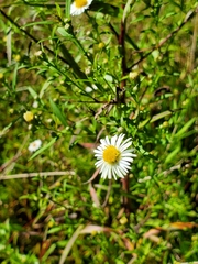Symphyotrichum lanceolatum