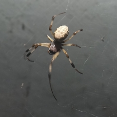 Nephilengys malabarensis