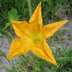 Cucurbita maxima maxima