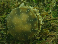 Scyphozoa