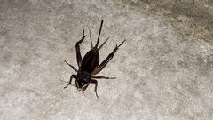 Teleogryllus
