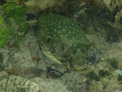 Arothron hispidus