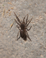 Drassyllus