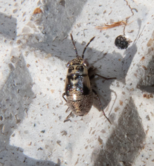 Geocoris