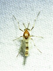 Coelotanypus tricolor