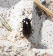Geocoris