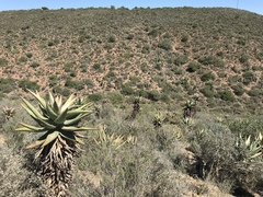 Aloe ferox