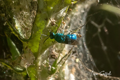 Chrysidinae