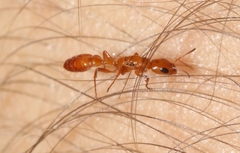 Pseudomyrmex apache