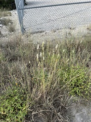 Bothriochloa barbinodis