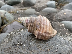 Neptunea decemcostata