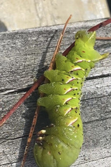 Sphingidae
