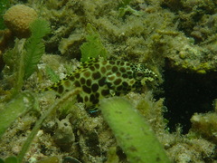 Epinephelus