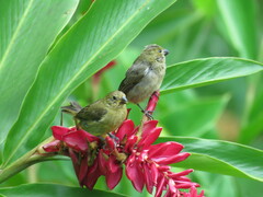 Sporophila