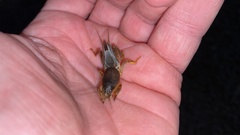 Gryllotalpa orientalis