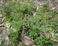 Acrotriche serrulata