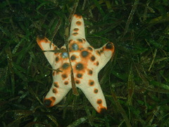 Protoreaster nodosus