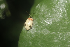 Alagoasa bipunctata bipunctata