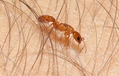 Pseudomyrmex apache